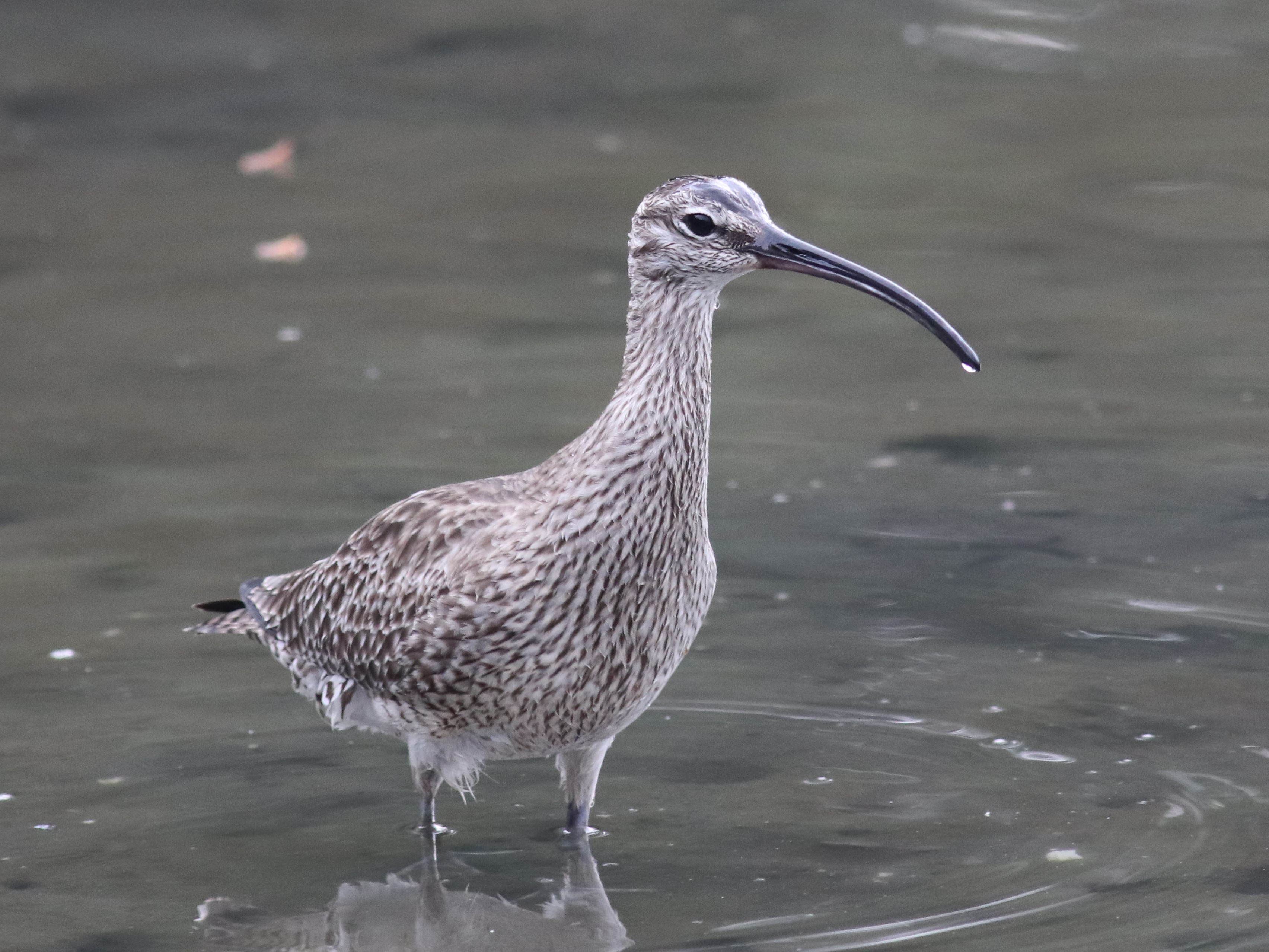 池のチュウシャクシギ